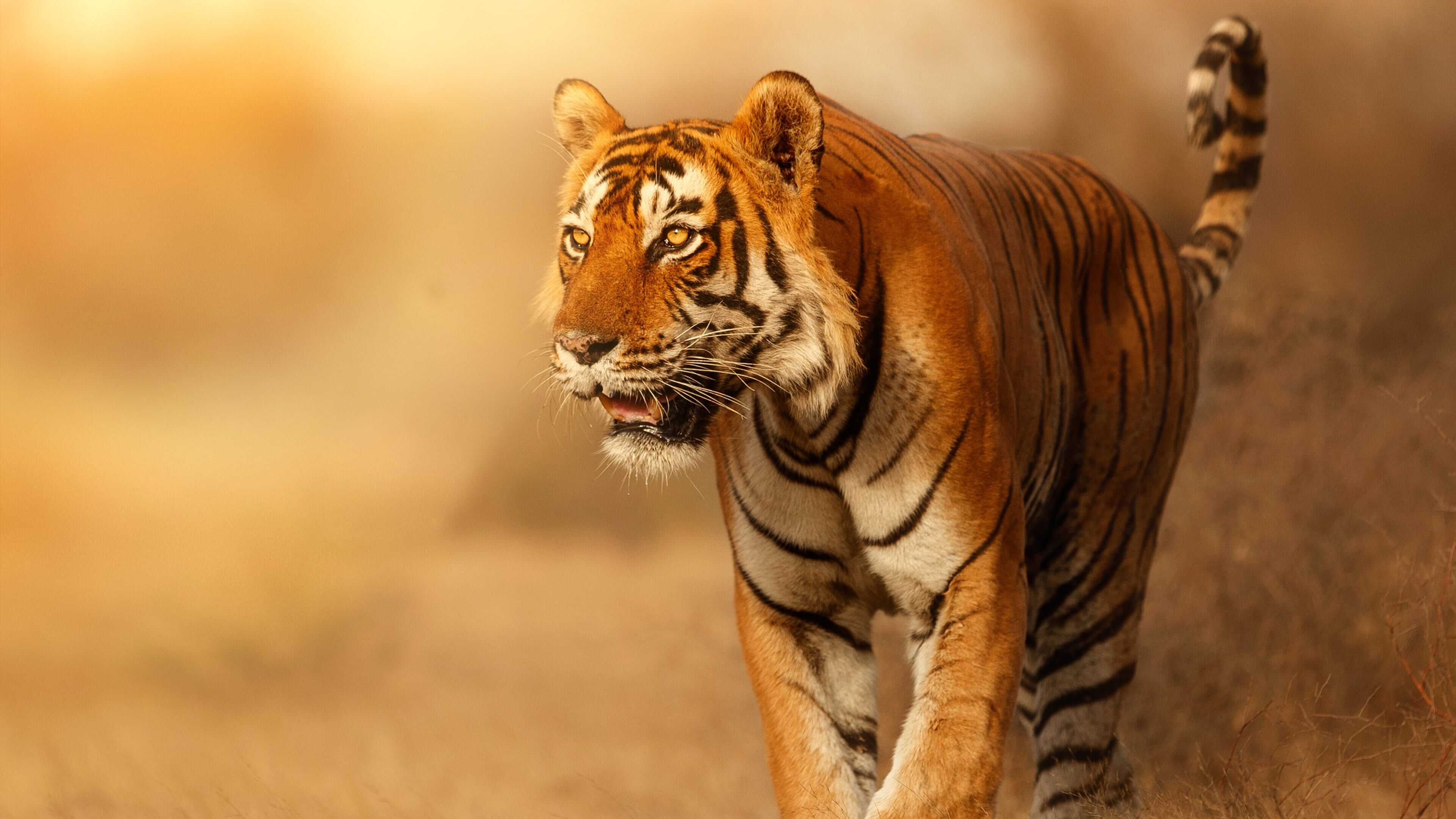 D+ - Wild Cats of India 0