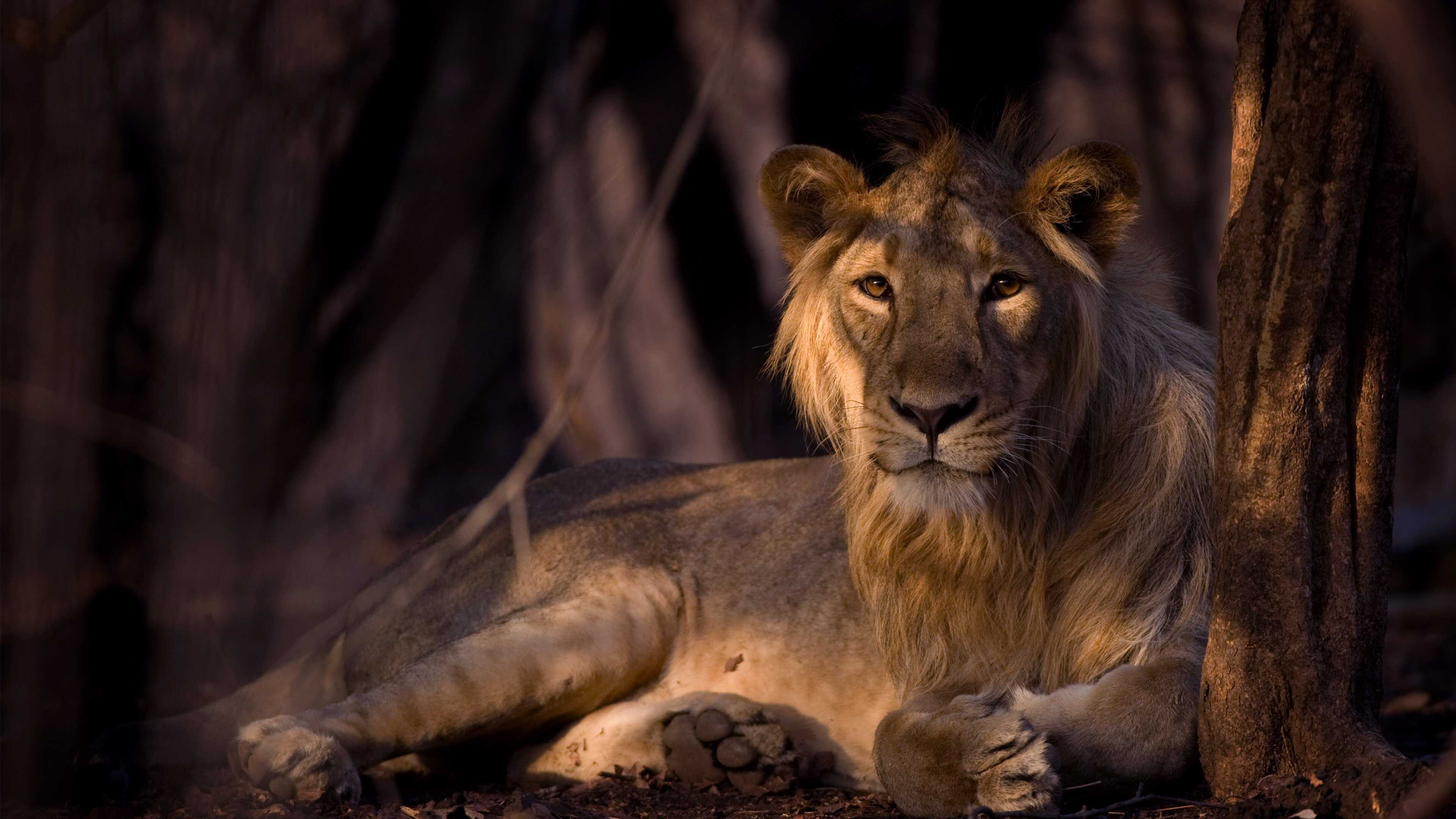 D+ - Secrets of Wild India 0