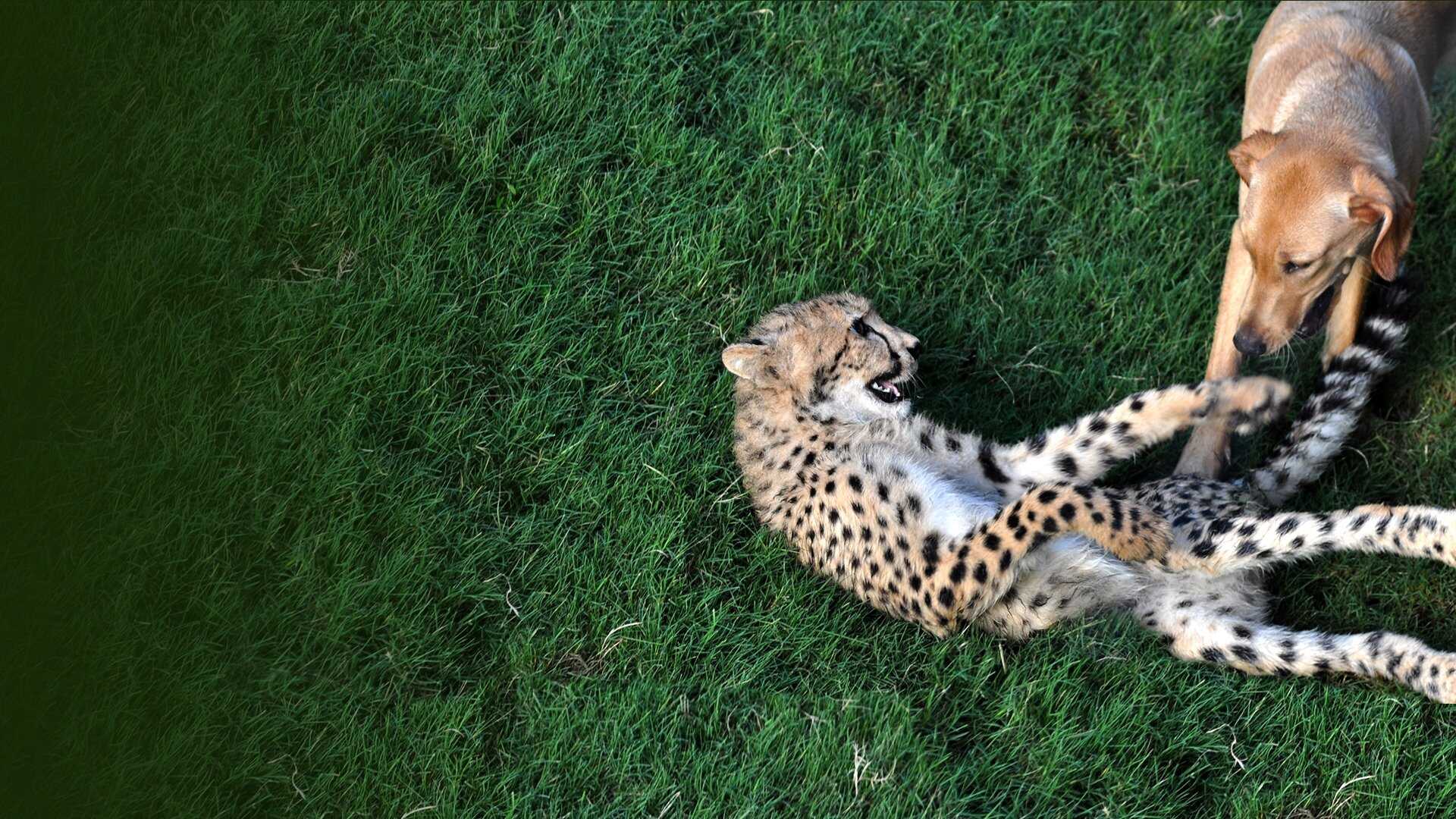 D+ - Unlikely Animal Friends 0