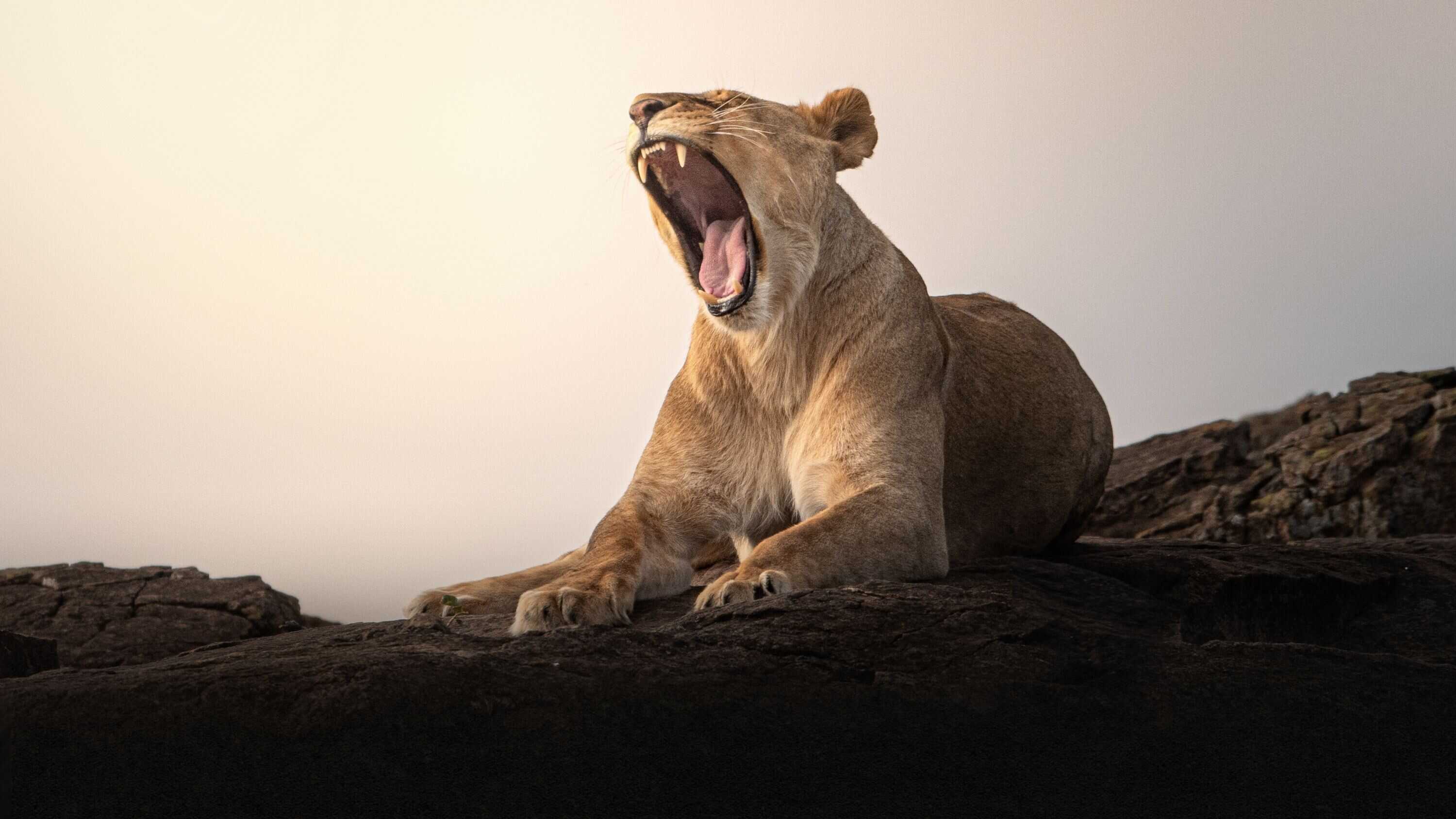 D+ - Lion Kingdom 0