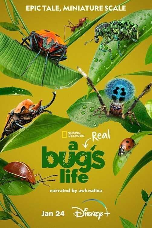 EN - A Real Bug's Life (2024) 14