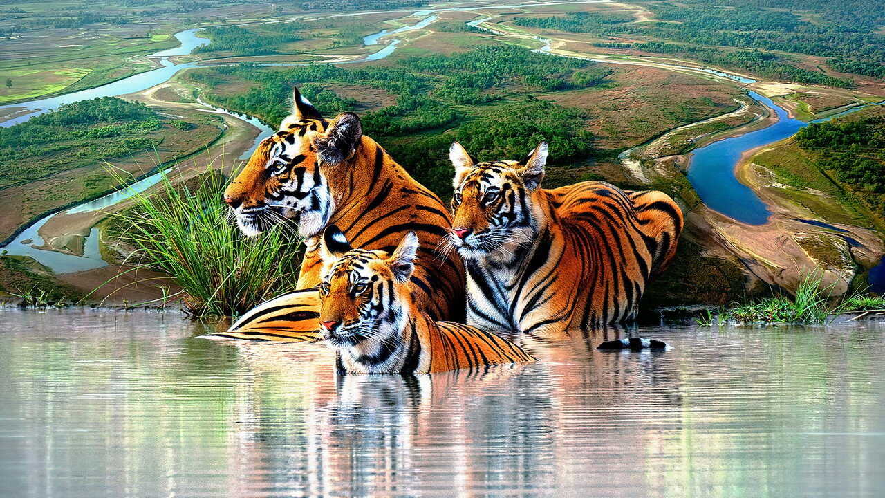 EN - Tiger Island (2026) (GB) 0