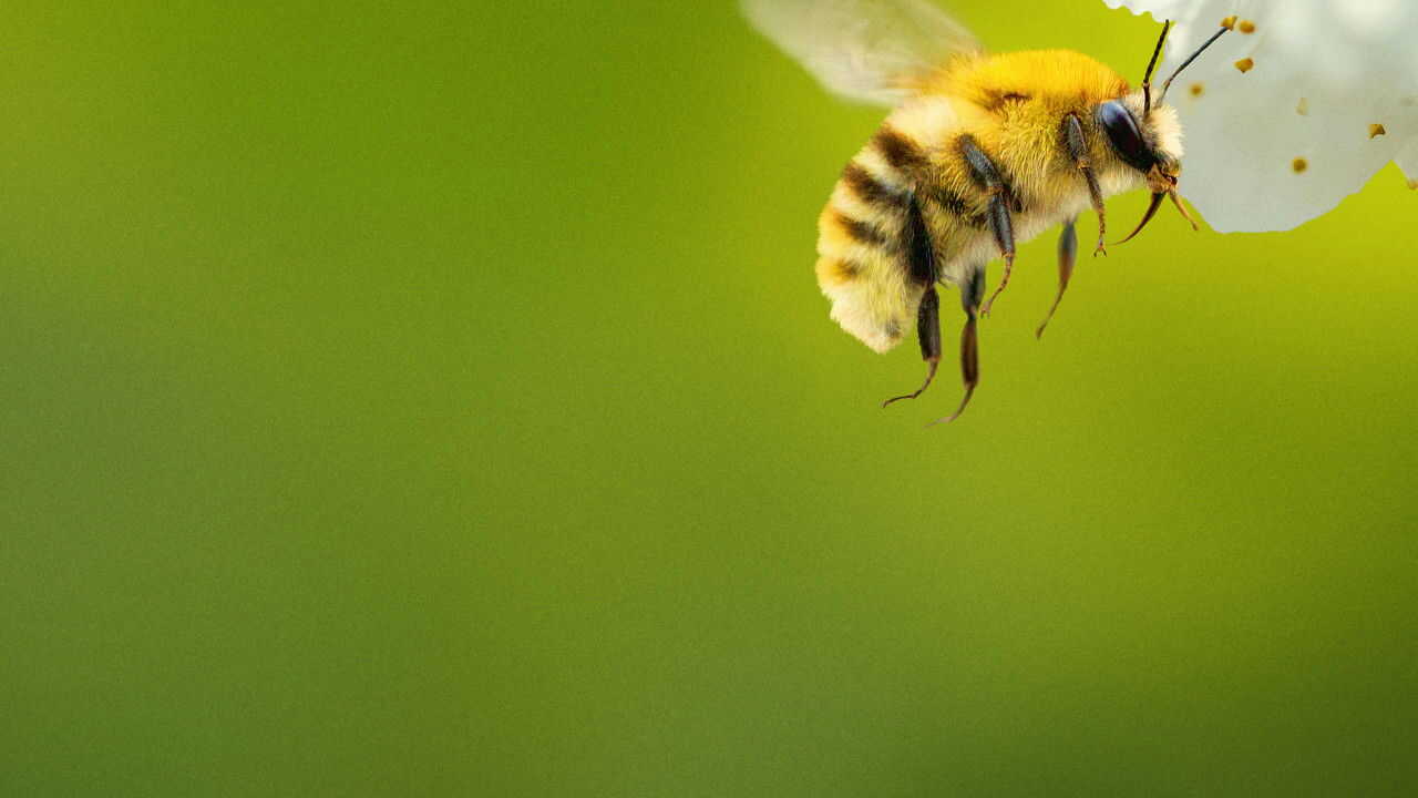 NL - SECRETS OF THE BEES (2026) 1