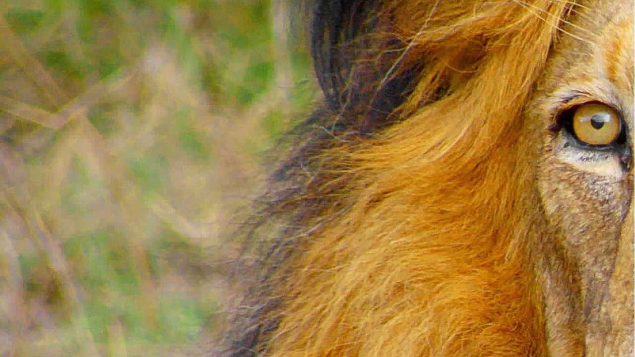 EN - Africa's Wild Horizons (2016) (US) 0