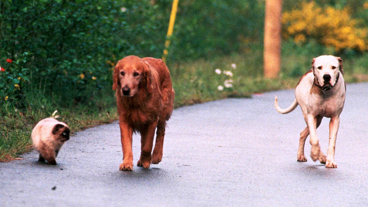 De vuelta a casa 2: Perdidos en San Francisco (1996) 0