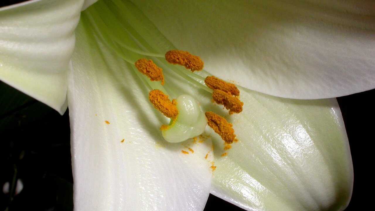 EN - The Private Life of Plants (1995) 0