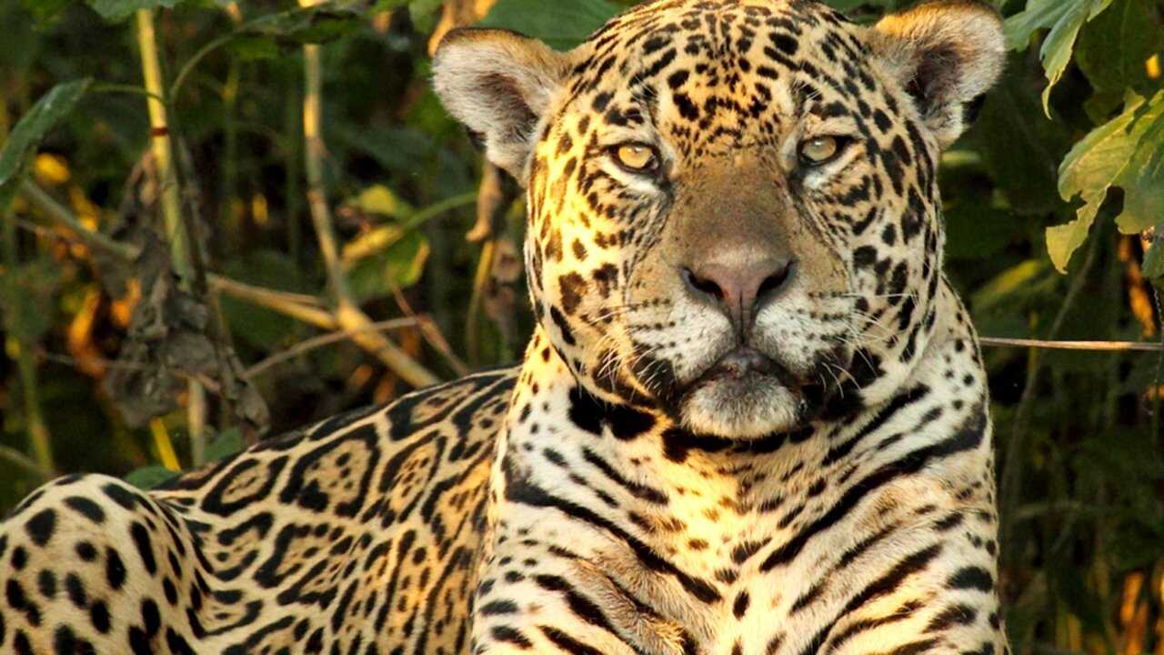 EN - Wild Brazil (2014) 0