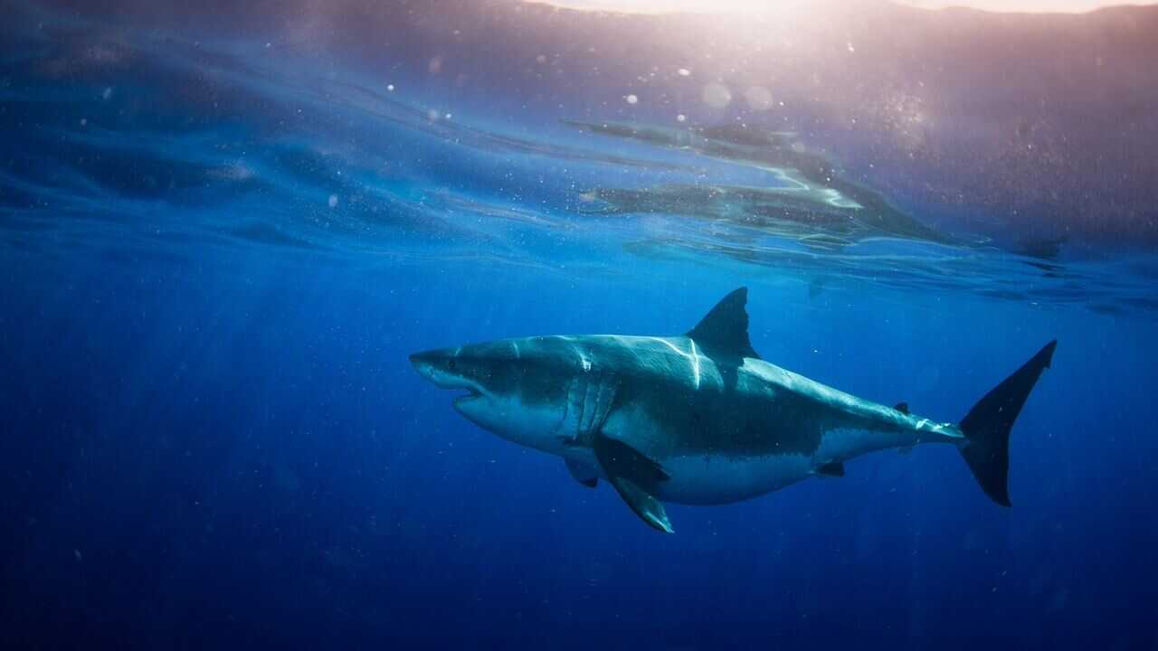 World's Biggest Great White? 0
