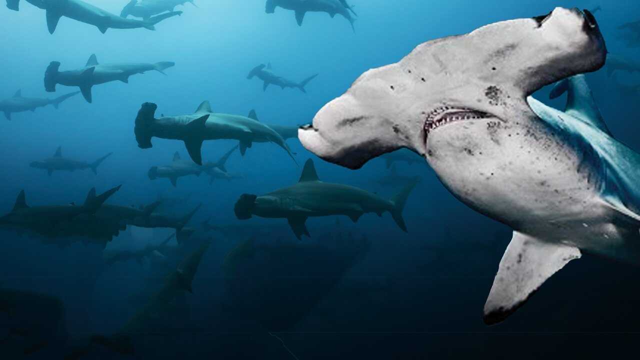 Galapagos Realm Of Giant Sharks 0