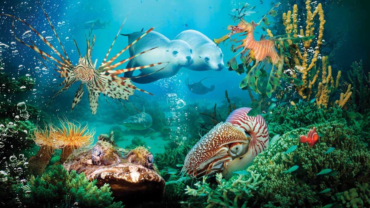 Under the Sea 3D 0