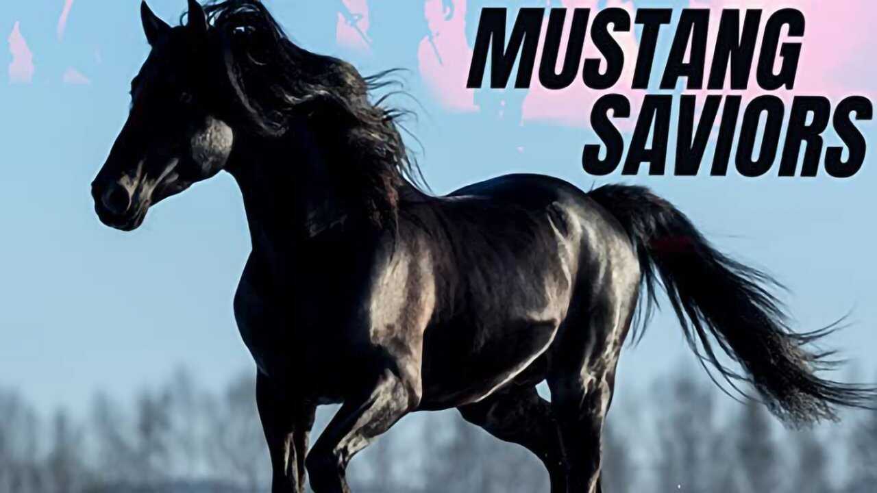 Mustang Saviors 0