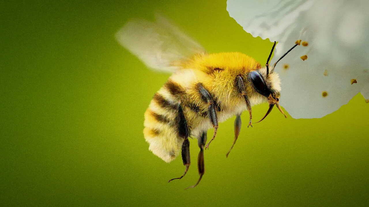 NL - SECRETS OF THE BEES (2026) 0