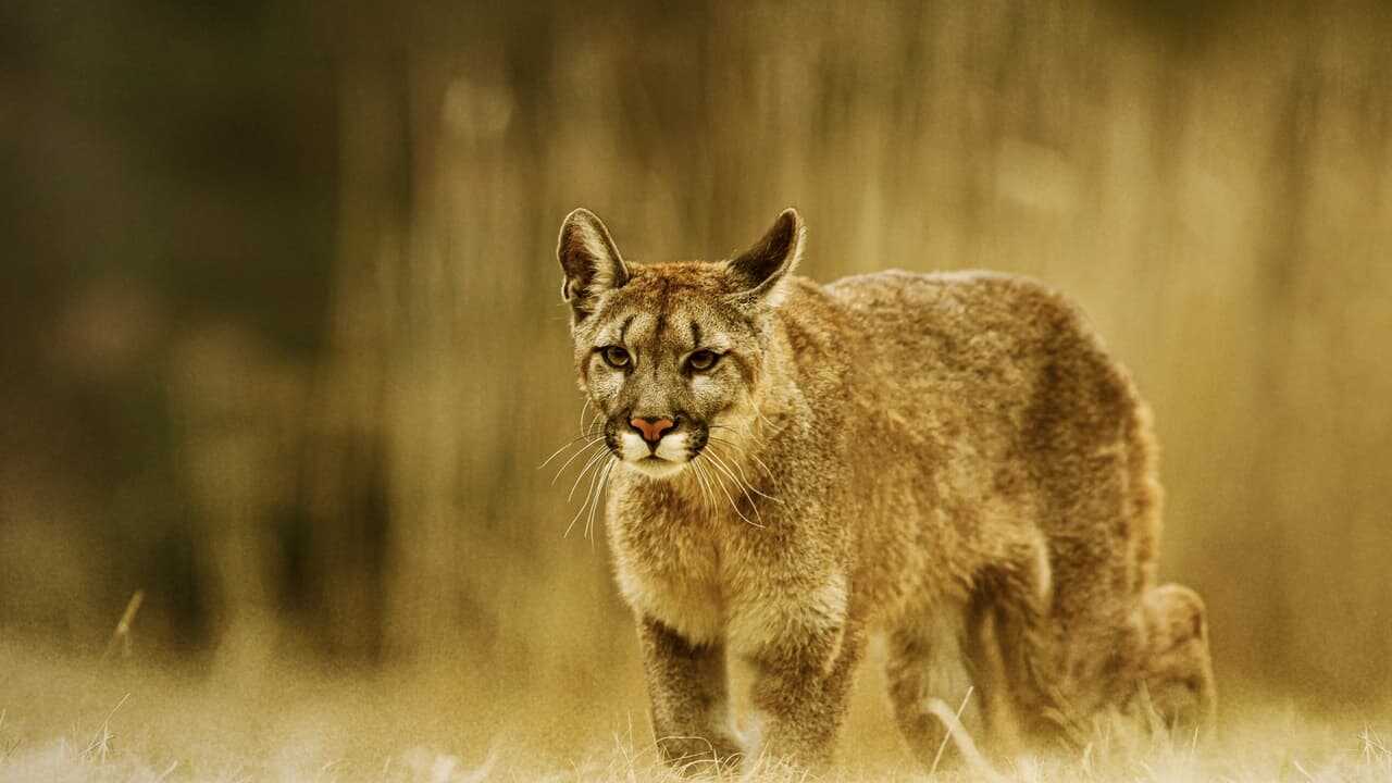 Man Vs. Puma 0