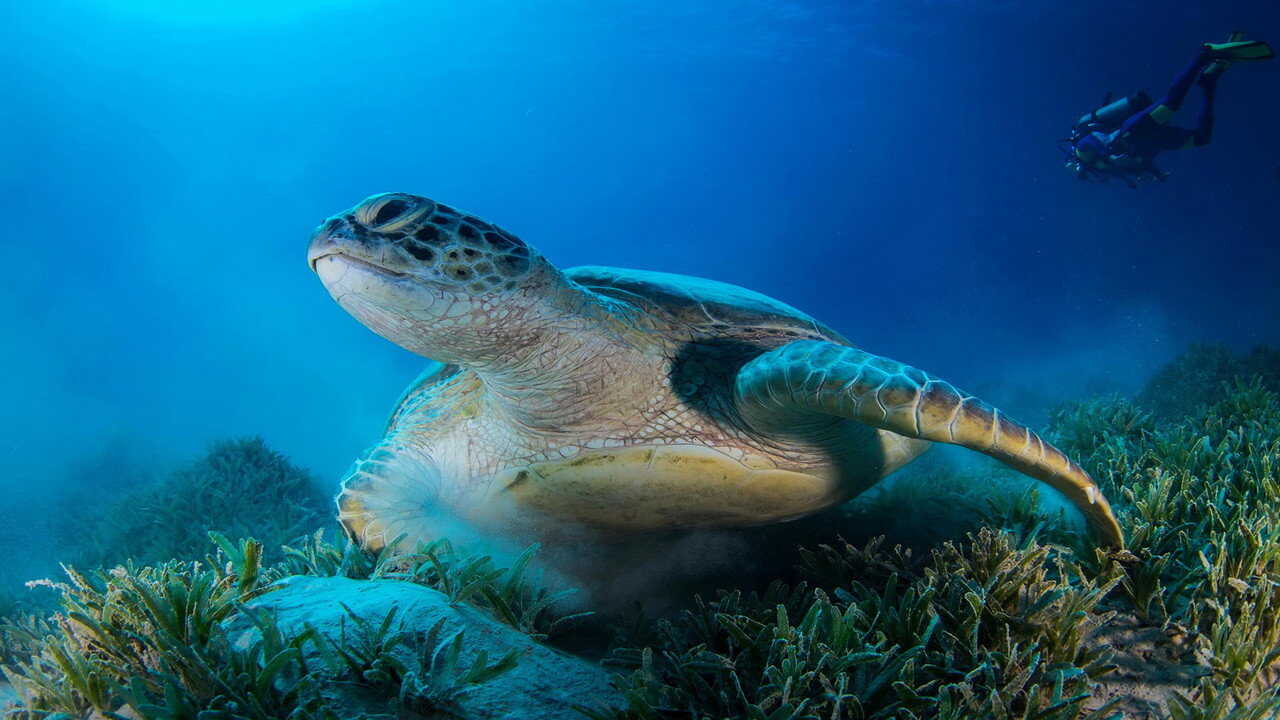 EN - Africa's Underwater Wonders (2016) (CA) 3