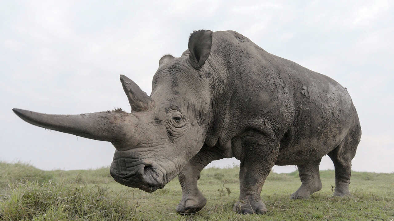 The Last Rhinos: A New Hope 0