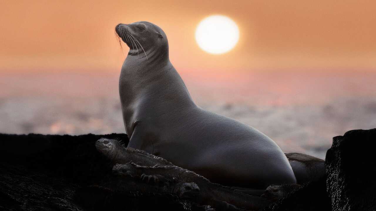 Sea Lions of the Galapagos (2025) 0