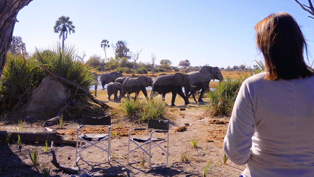 In the Footsteps of Elephant 0