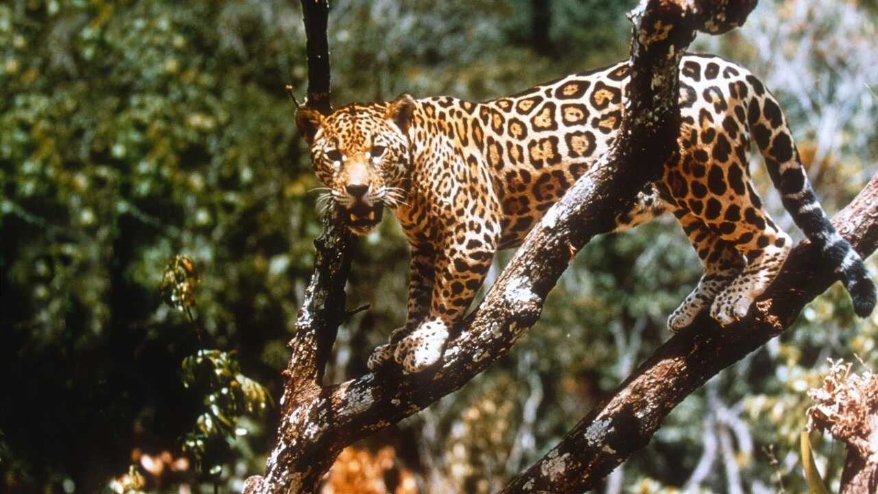 Jungle Cat 0