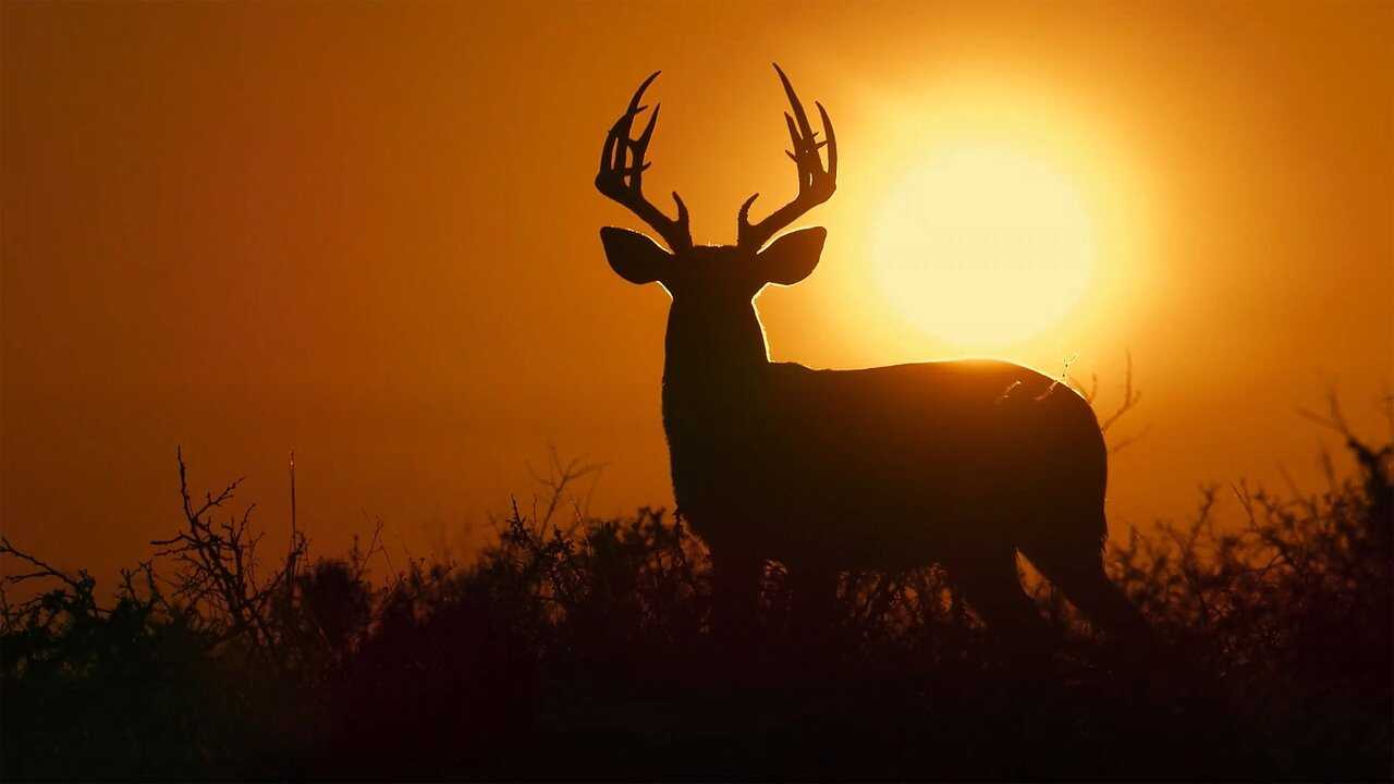 Deep in the Heart: A Texas Wildlife Story 0