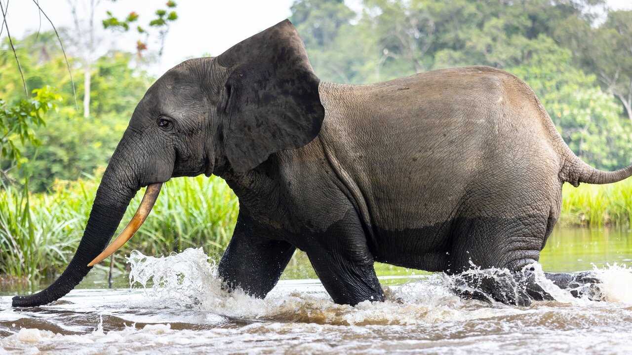 EN - Secrets Of The Elephants 4K (2023) 4