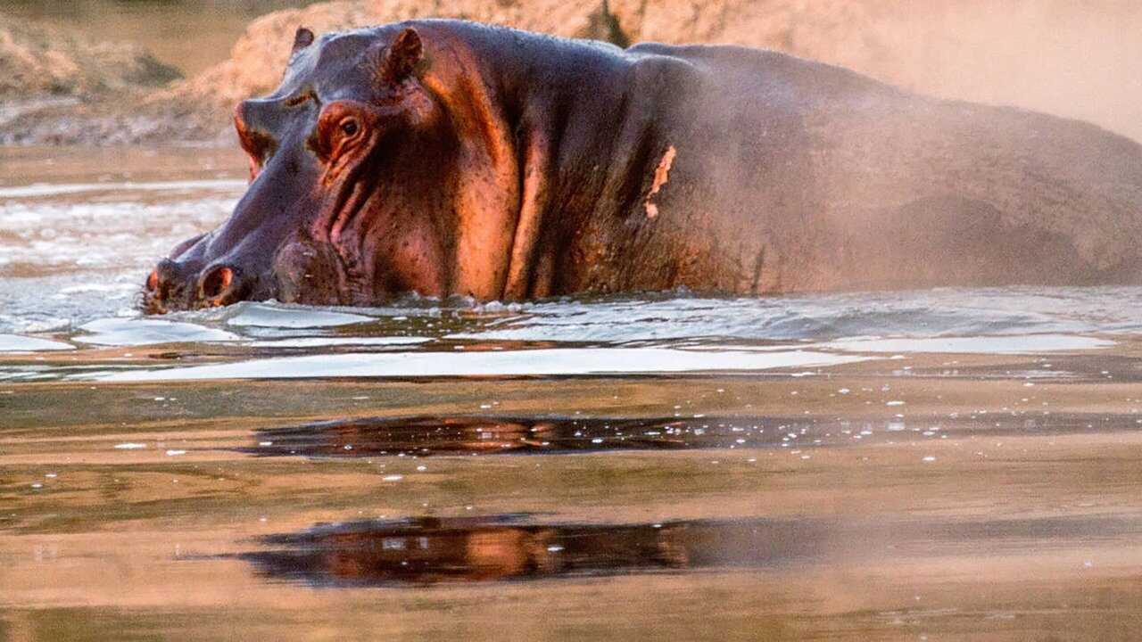 Hippos after Dark 0