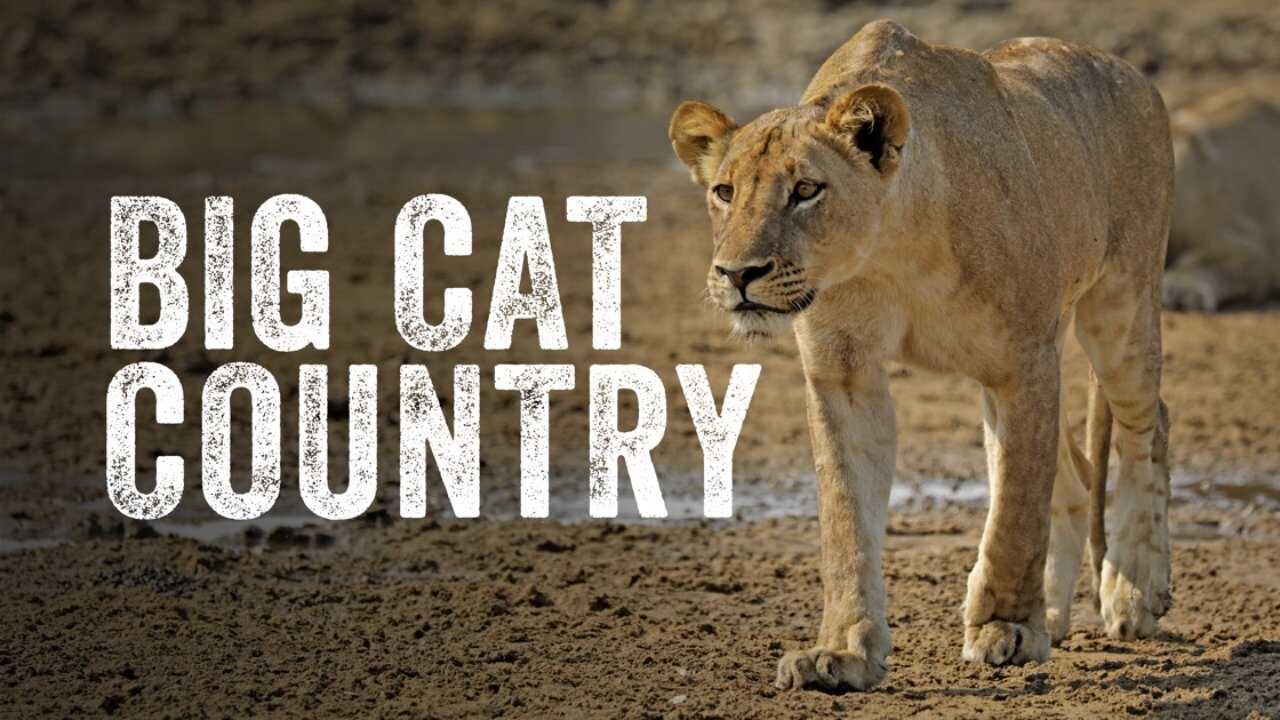 EN - Big Cat Country (2019) (US) 0