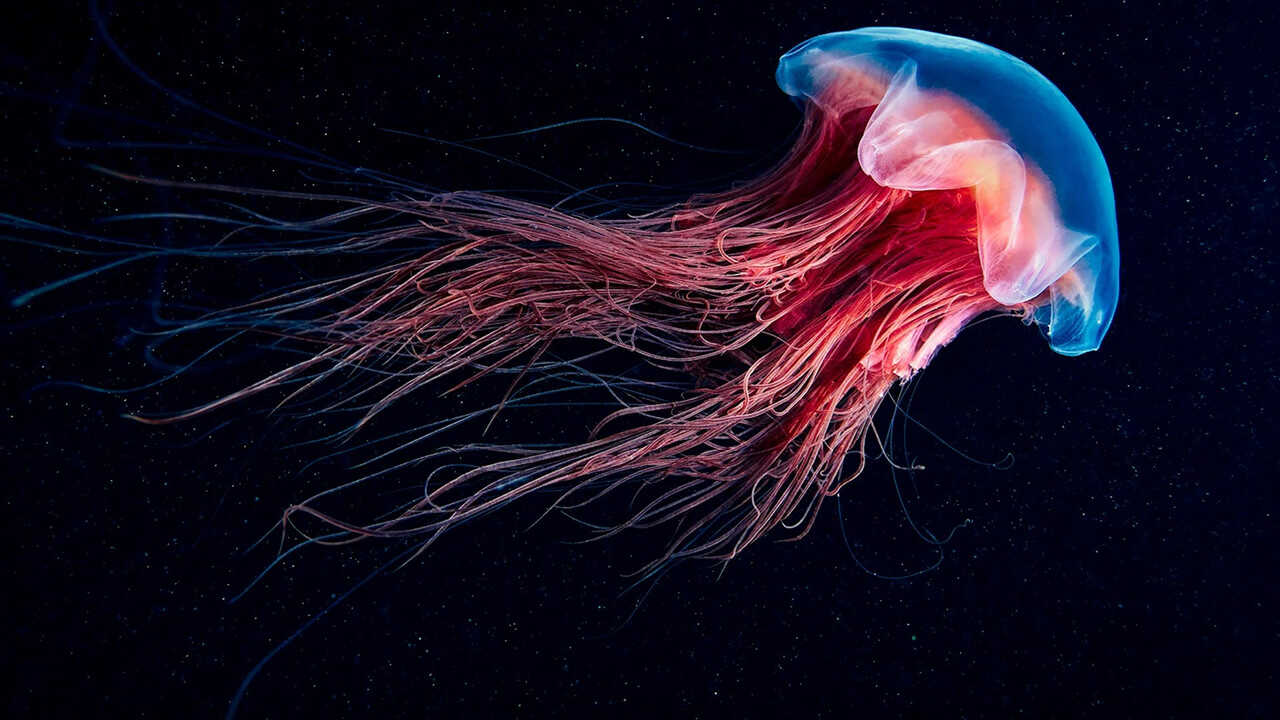 FR - La vie en fluo (2025) (FR) 0