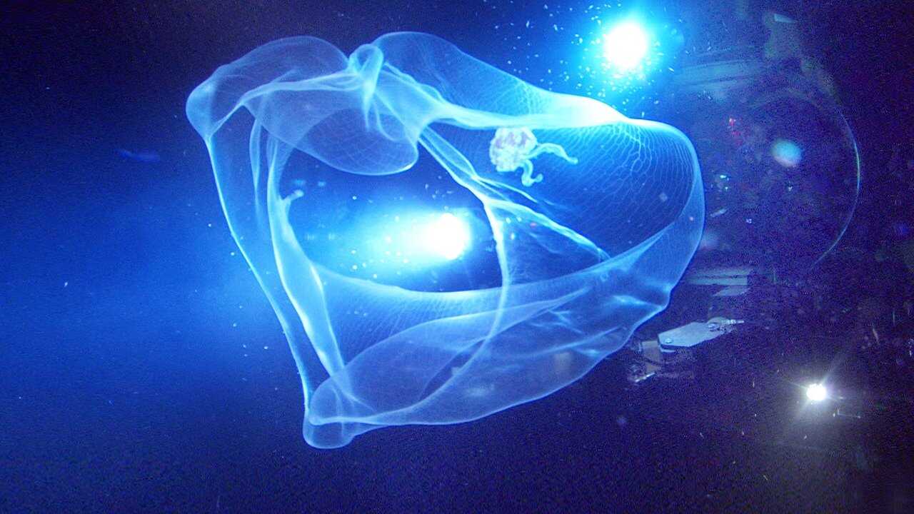 Aliens of the Deep 0