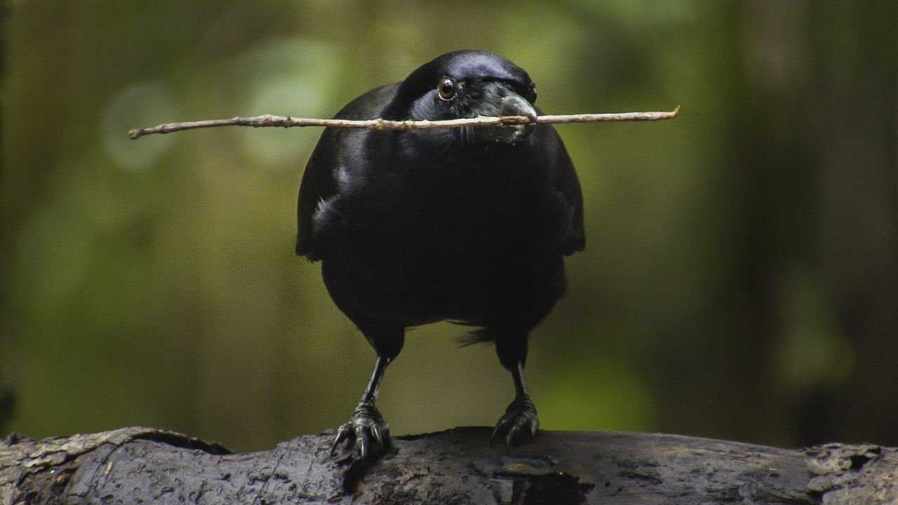 Beak & Brain - Genius Birds from Down Under 0