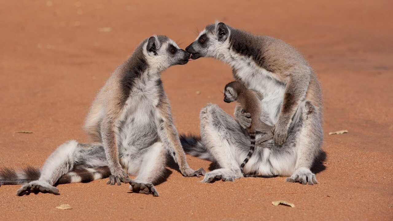 Island of Lemurs: Madagascar (2014) 0
