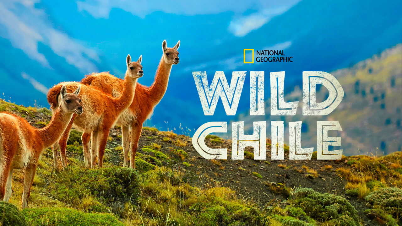 D+ - Wild Chile (GB) 2