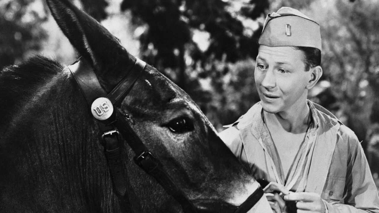 Francis (1950) 0