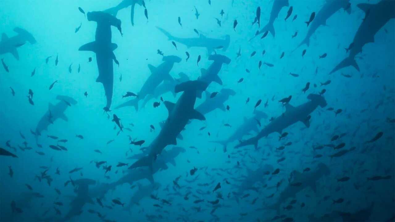 Migrations: The Big Swim 0