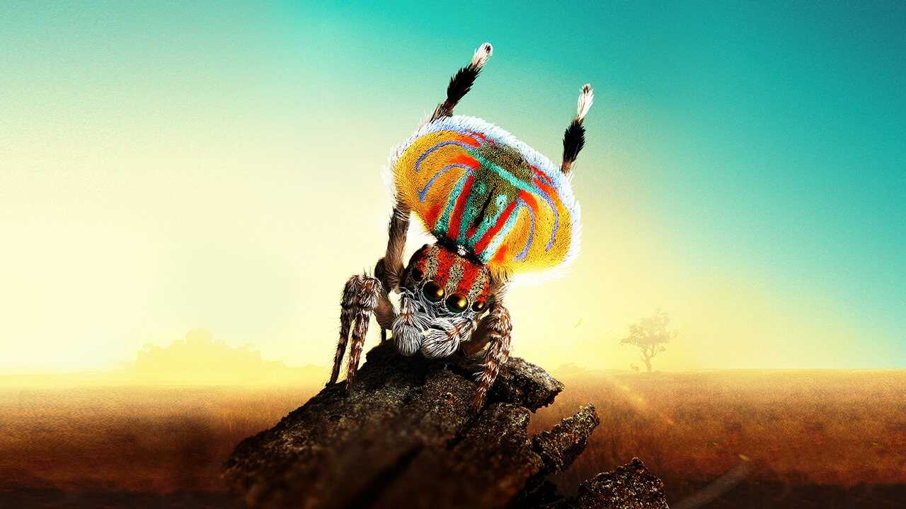 NF - Magical Land of Oz 0