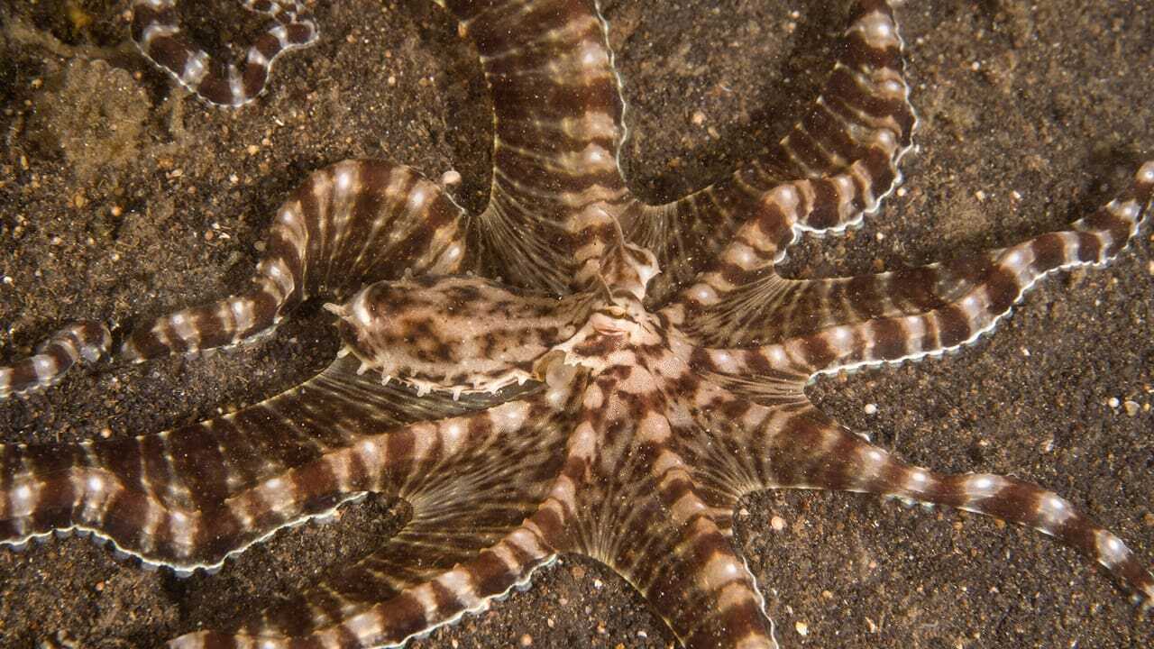 EN - Secrets Of The Octopus (2024) 2