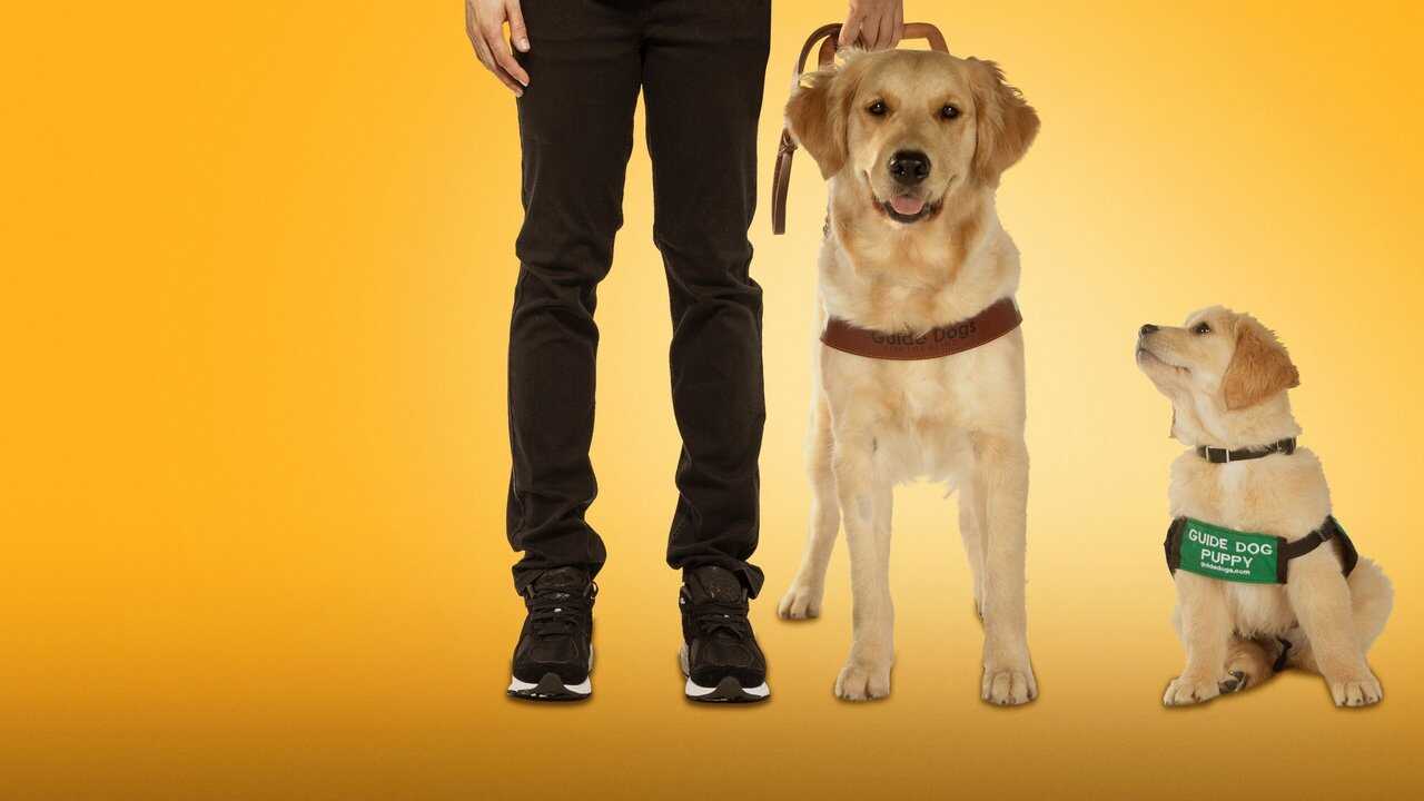 D+ - Pick of the Litter (US) 0