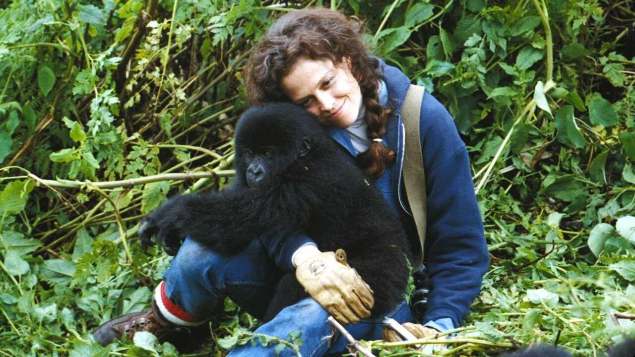 Gorillas in the Mist 0