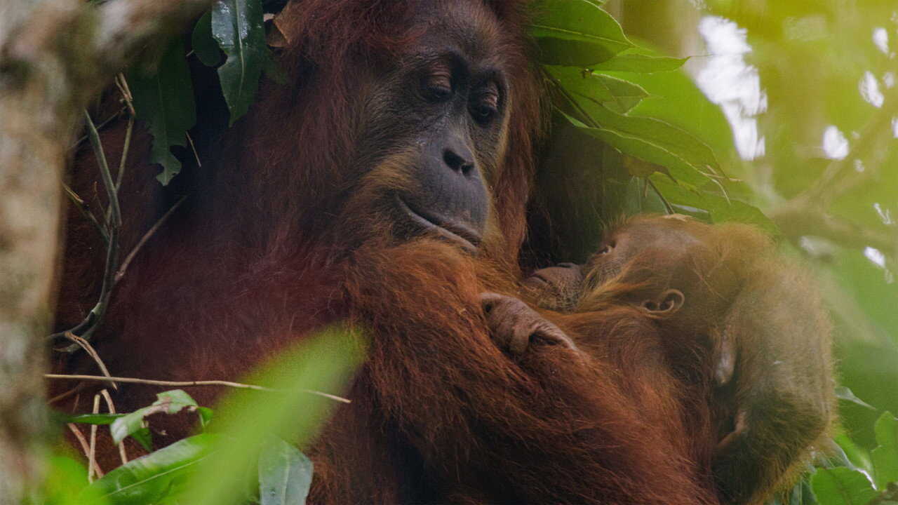 Orang-outan (2026) 0