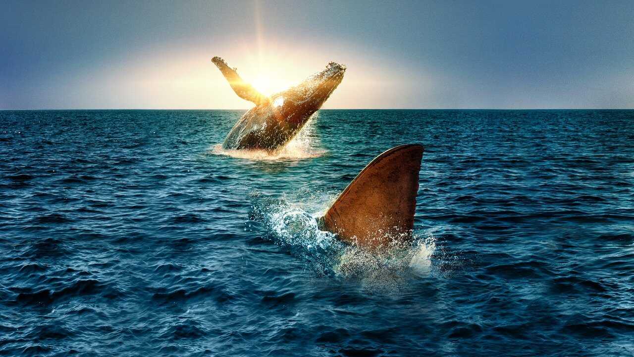 Shark vs. Whale 0