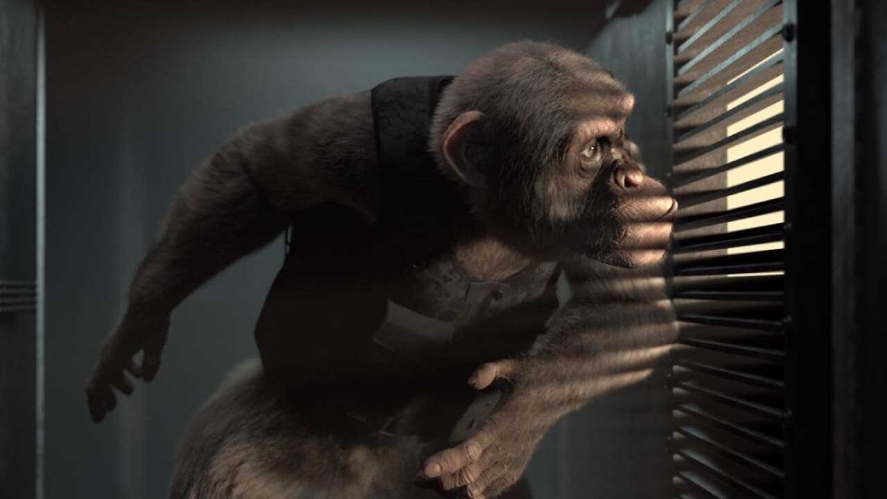 C.I.Ape 0