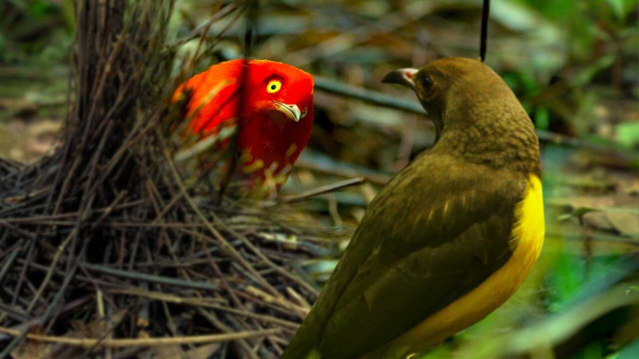 Dancing with the Birds 0