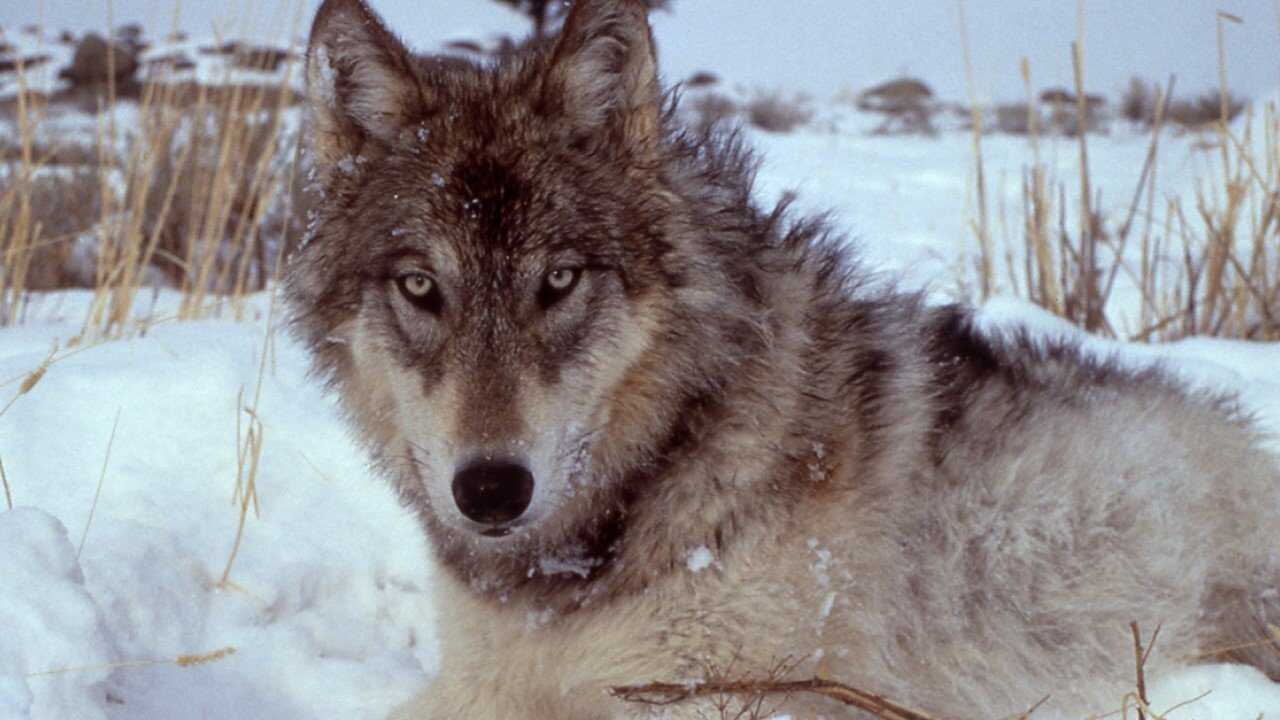 Yellowstone - Das Geheimnis der Wölfe (2018) 0