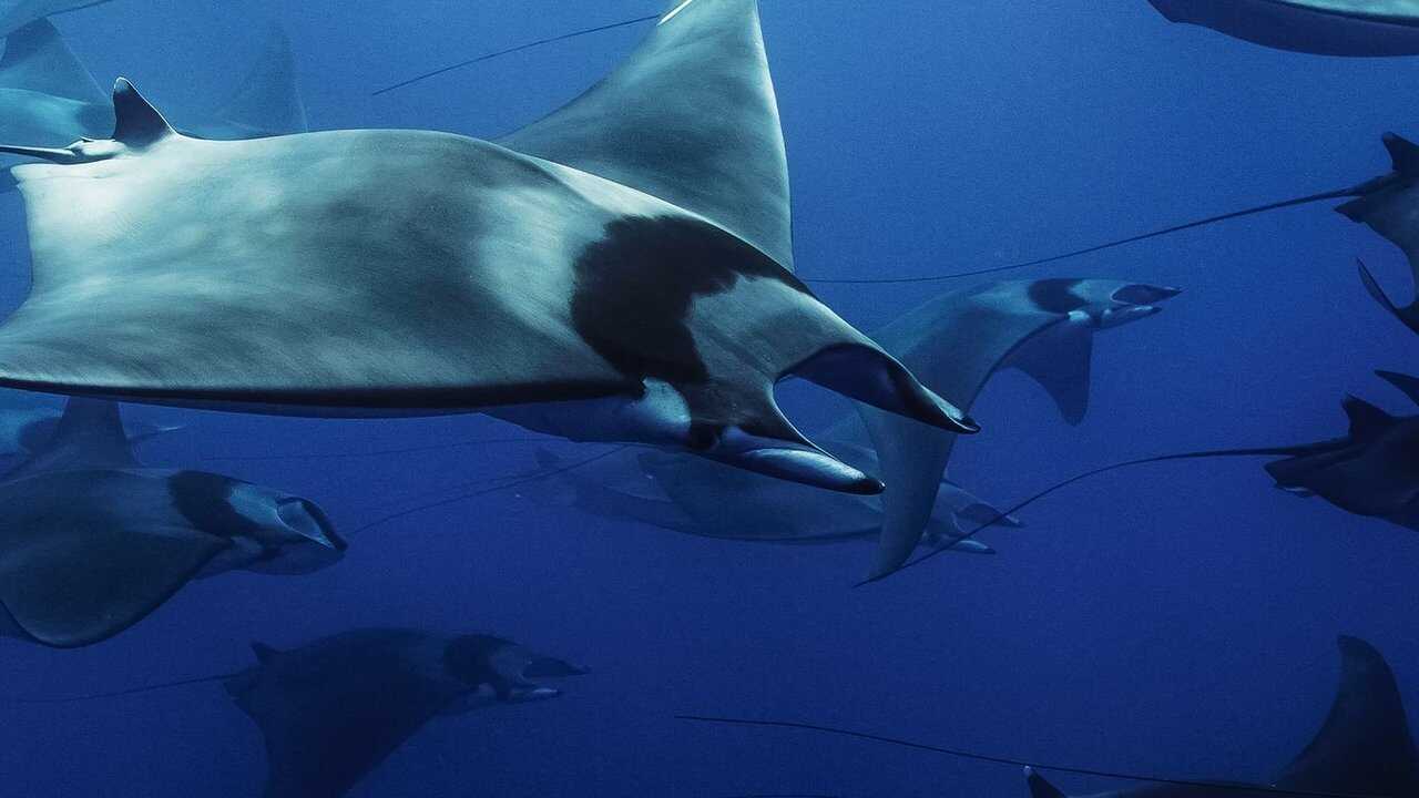 Mobula, la légende des diables 0