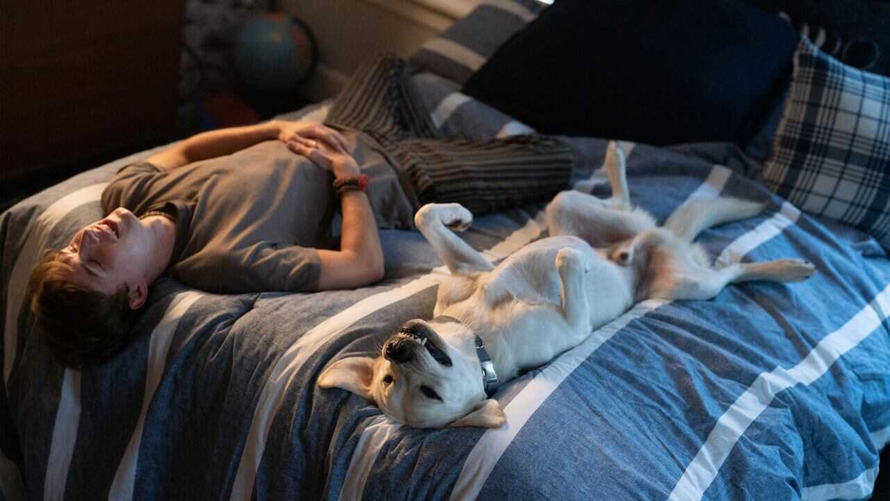 Dog Gone 0