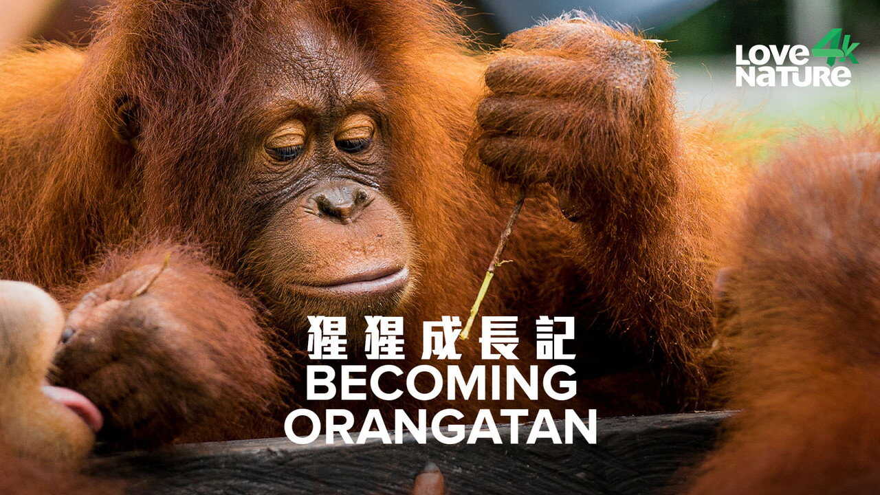EN - Becoming Orangutan (2022) (US) 1