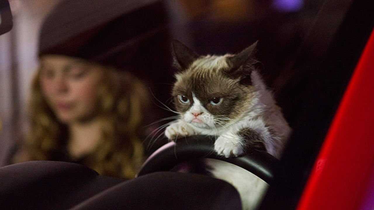 Grumpy Cat's miesestes Weihnachtsfest ever (2014) 0