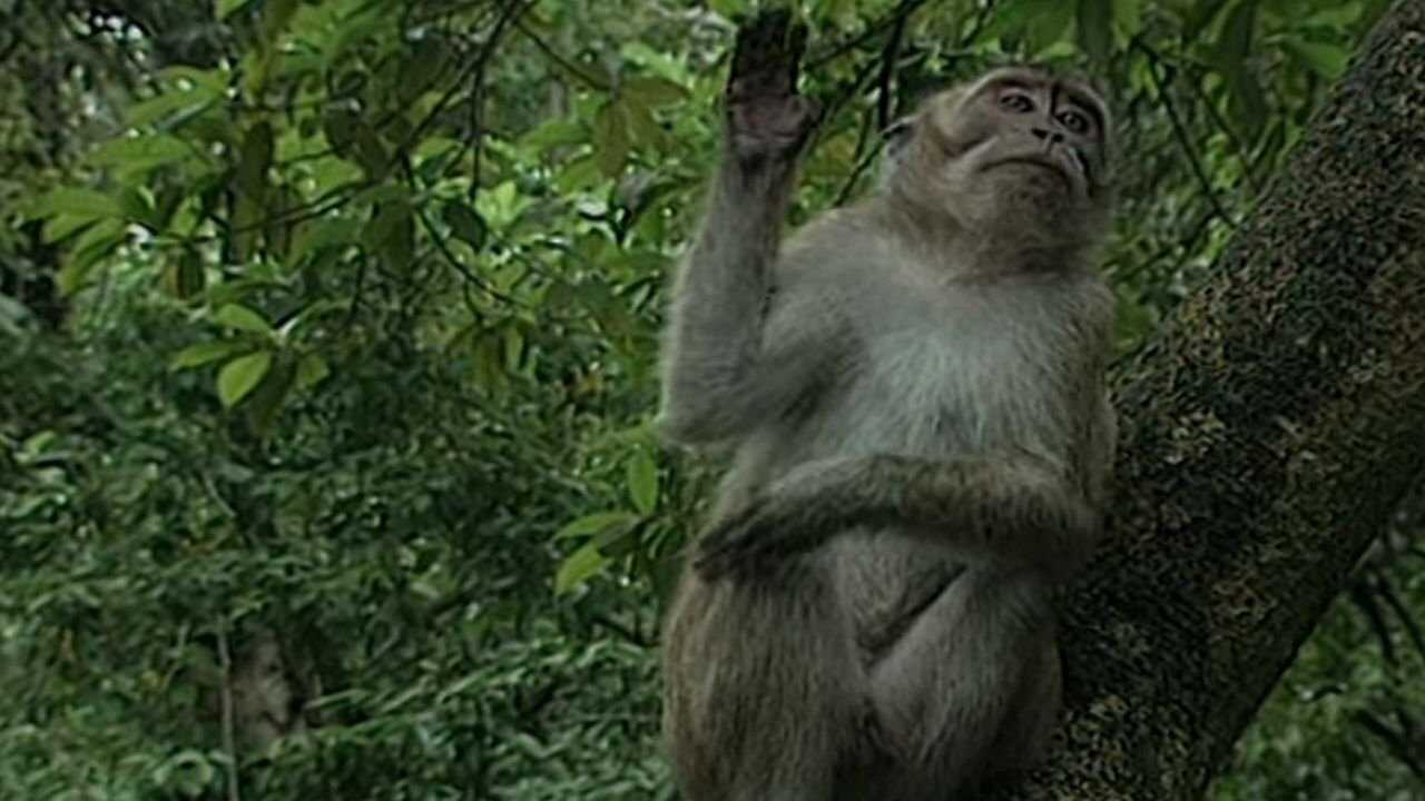 FR - La Vie Privee des Animaux 0