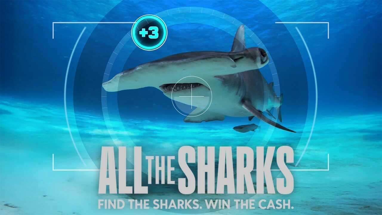 FR - All the Sharks : Trouvez-les tous ! (2025) (US) 0