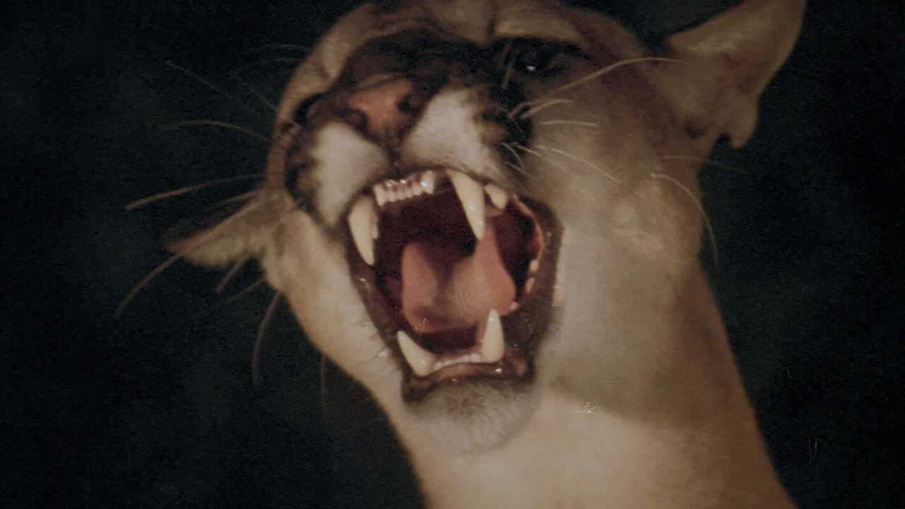 Day of the Animals 0