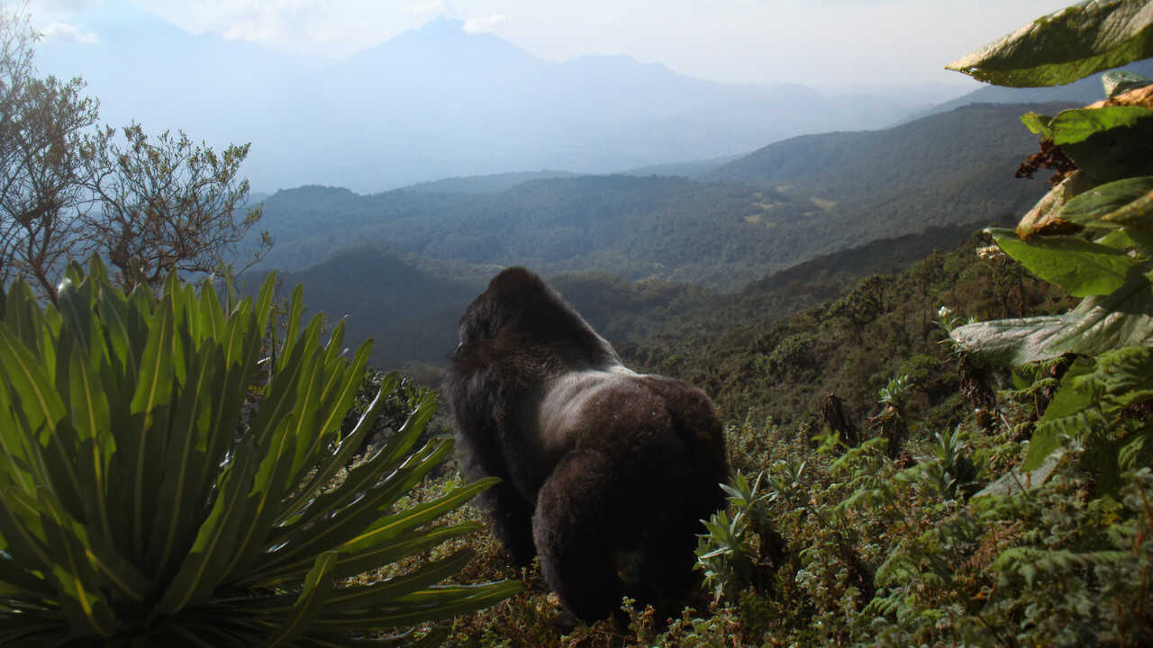 A Gorilla Story: Told by David Attenborough (2026) 0
